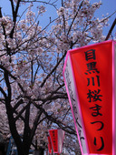 目黒川桜並木１.jpg